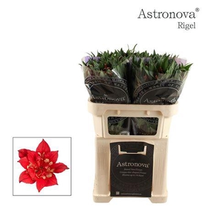 Alstr Astronova Rigel