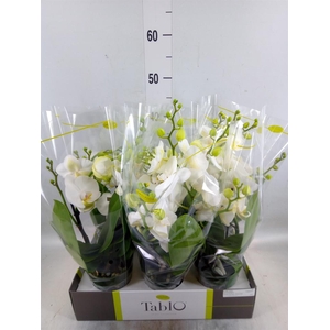 Phalaenopsis   ...white