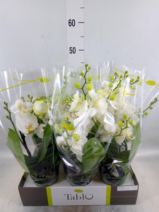 <h4>Phalaenopsis   ...white</h4>