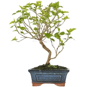 MORUS ALBA