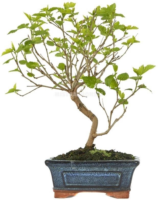 <h4>BONSAI GEM</h4>