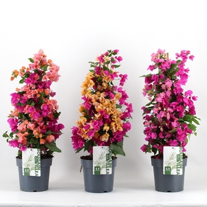 Bougainvillea - Carnaval Mix