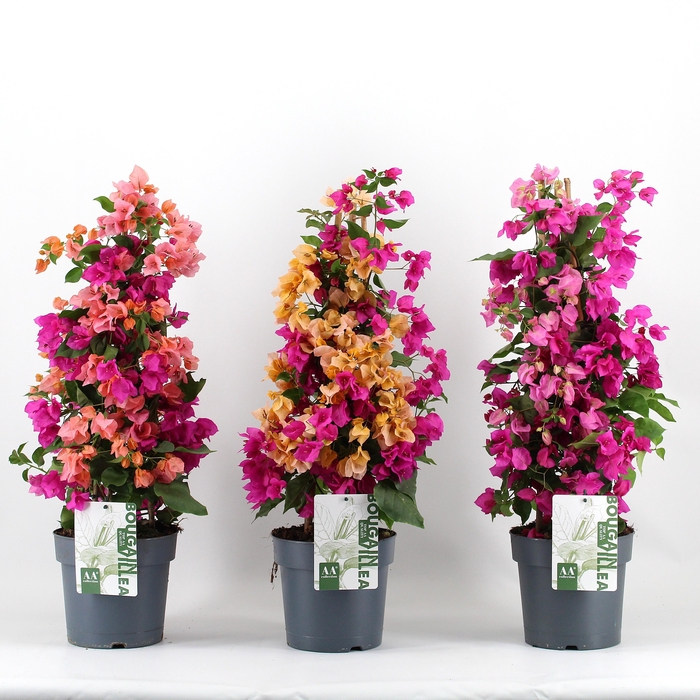 <h4>Bougainvillea - Carnaval</h4>