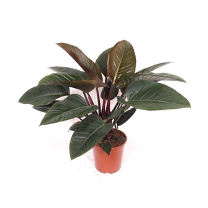 Philodendron Congo Red