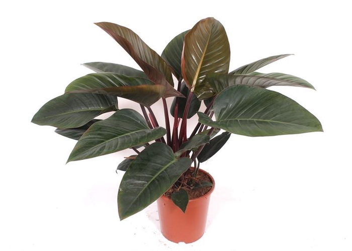 <h4>Philodendron Congo Red</h4>
