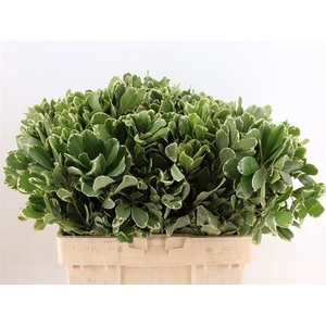 PITTOSPORUM ILAN