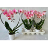 Phal ** Paint ** Pink Heart 16+
