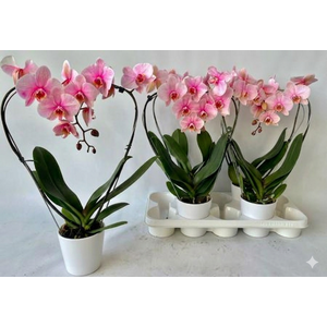 Phal ** Paint ** Pink Heart 16+