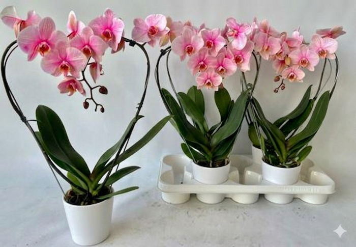 <h4>Phal ** Paint ** Pink Heart 16+</h4>