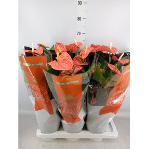 Anthurium andr. 'Madural Orange'