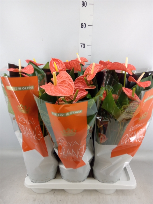 <h4>Anthurium andr. 'Madural Orange'</h4>