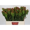 Leucadendron Laurel Yellow