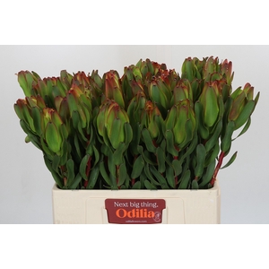 Leucadendron Laurel Yellow