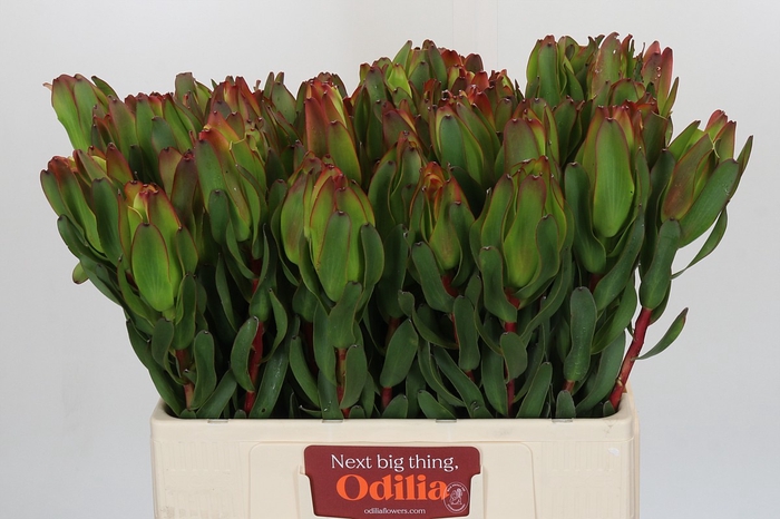 <h4>Leucadendron Laurel Yellow</h4>
