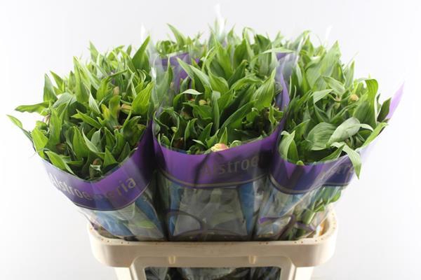 <h4>Alstr Bali (geel)</h4>