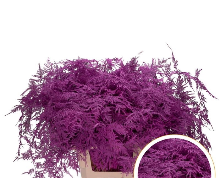 <h4>Asparagus Ex Veren Erica Cerise X50</h4>