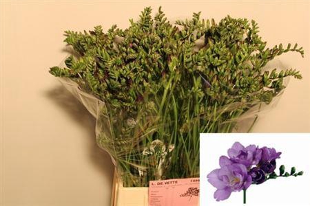 <h4>Fr Du Blue Bayou</h4>