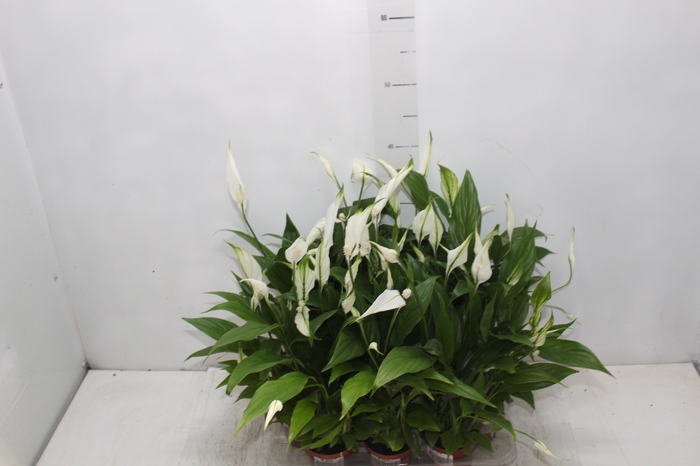 <h4>SPATHIPHYLLUM P07 MIN 5 HT COM FLOR</h4>