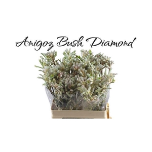 ANIGOZ BUSH DIAMOND