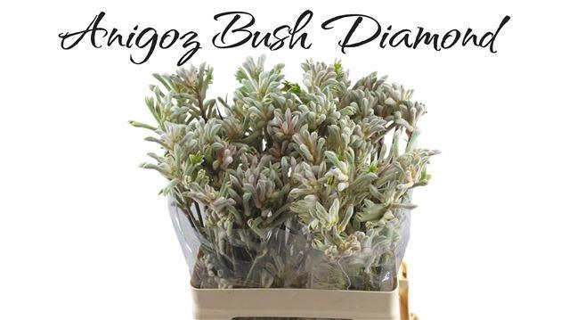 <h4>ANIGOZ BUSH DIAMOND</h4>