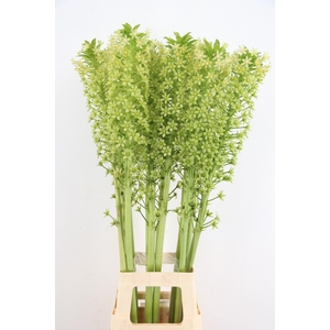 EUCOMIS POLE EVANTY