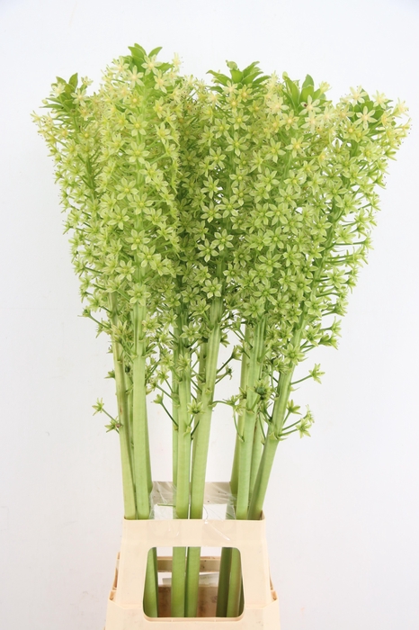 <h4>EUCOMIS POLE EVANTY</h4>