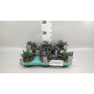 Agave victoriae-reginae