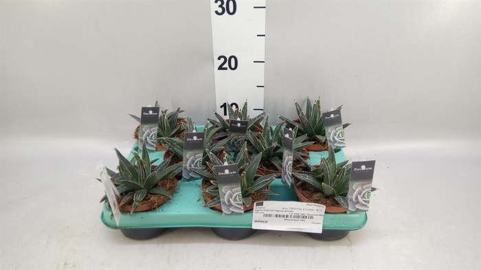 <h4>Agave victoriae-reginae</h4>