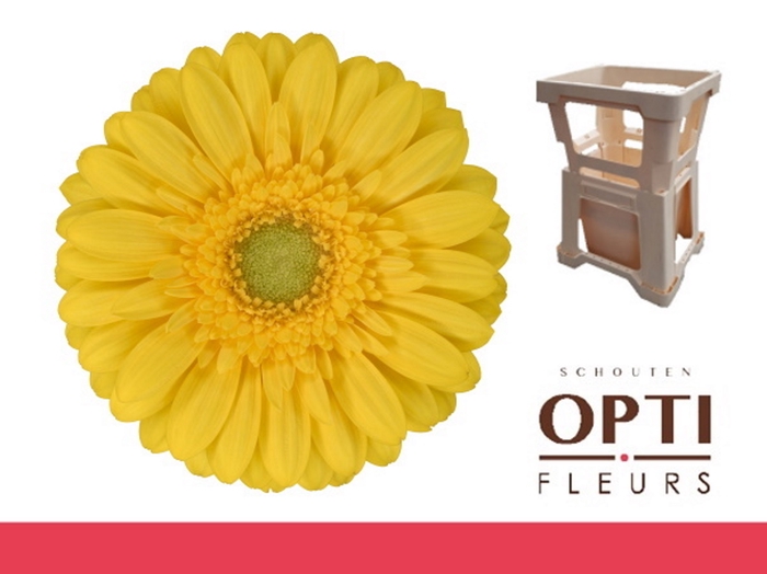 <h4>Germini Emoji Water</h4>