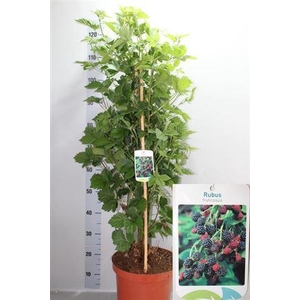 Rubus Fruticosus