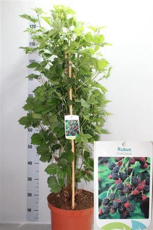 <h4>Rubus Fruticosus</h4>