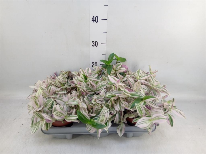 <h4>Tradescantia   ...</h4>