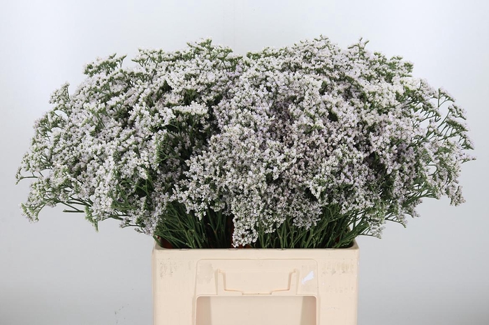 <h4>Lim Casp White Neto</h4>