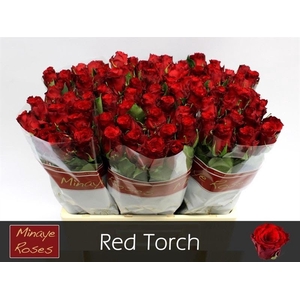 R Gr Red Torch Minaye