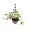 HEDERA ALGERIENSIS GLOIRE DE MARENGO C21