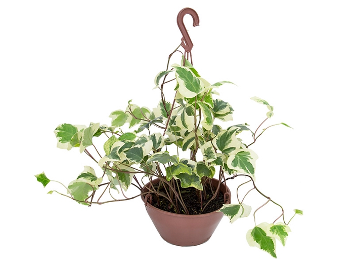 HEDERA ALGERIENSIS GLOIRE DE MARENGO C21