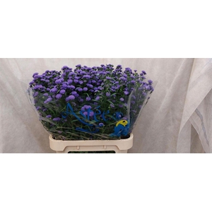 Aster Astee Parade