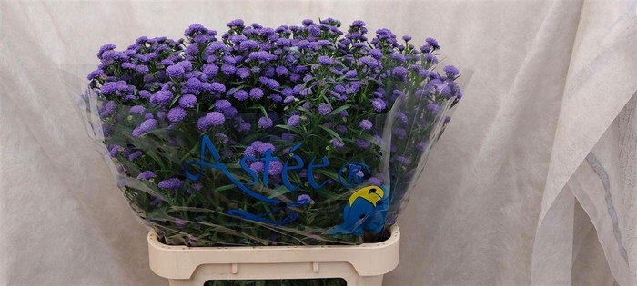 <h4>Aster Astee Parade</h4>