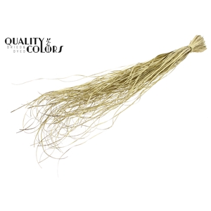 Beargrass dried per bunch Gold