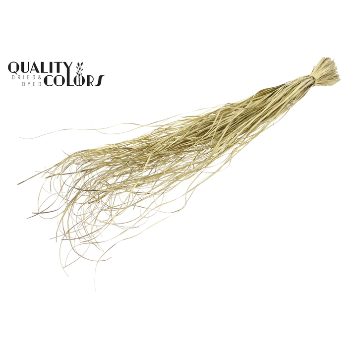 <h4>Beargrass dried per bunch Gold</h4>