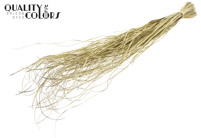 Beargrass dried per bunch Gold