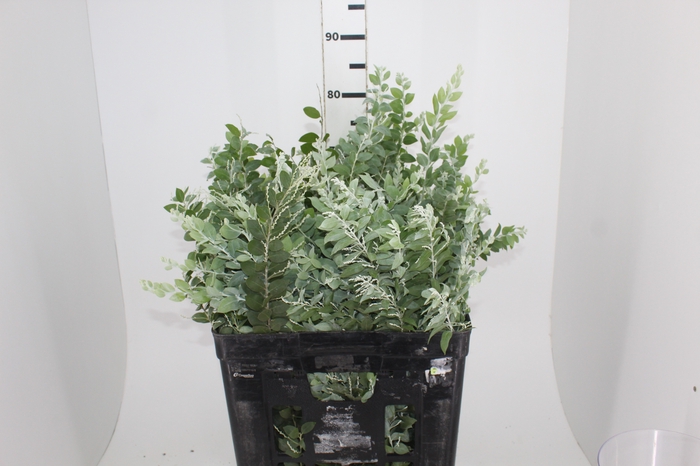FOLHAGEM ACACIA MIMOSA 070 CM
