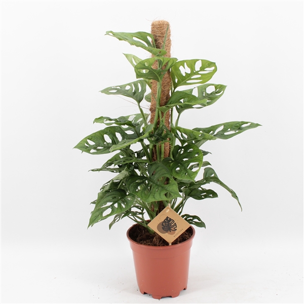 <h4>Monstera Monkey Leaf klimstok</h4>