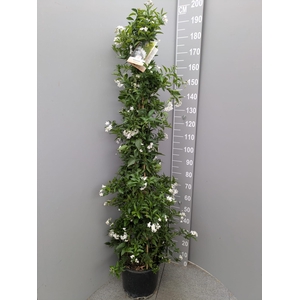 SOLANUM JASMINOIDES