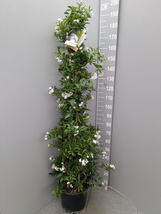 <h4>SOLANUM JASMINOIDES</h4>