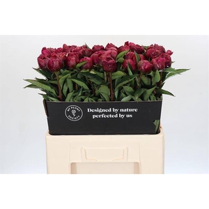 Paeonia avis varner