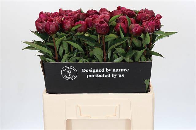 <h4>Paeonia avis varner</h4>