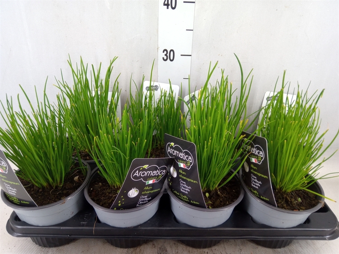 <h4>Allium schoenoprasum</h4>