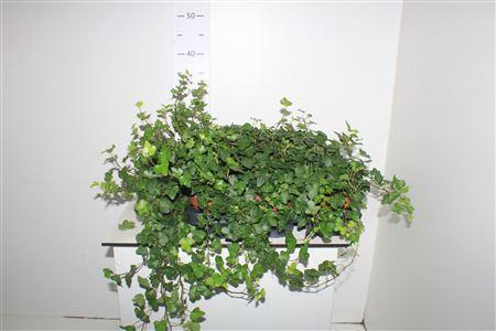 <h4>Hed He Wonder</h4>