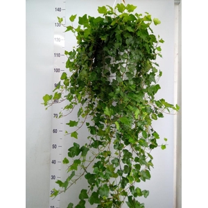Hedera helix 'Wonder'